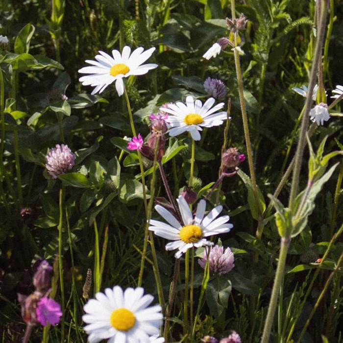 Plant en blomstereng - Hjælp biodiversiteten!